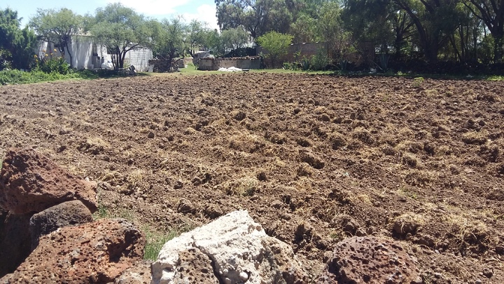 Sin liberar la semilla de avena