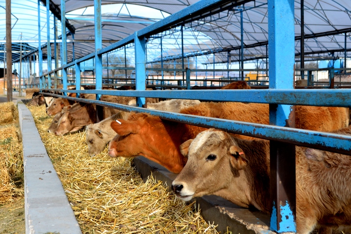 Dialogan ganaderos y gobernador electo
