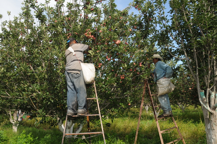 200 pesos por día en la pizca de manzana