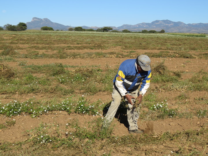 Pendiente, pago a campesinos: OAP