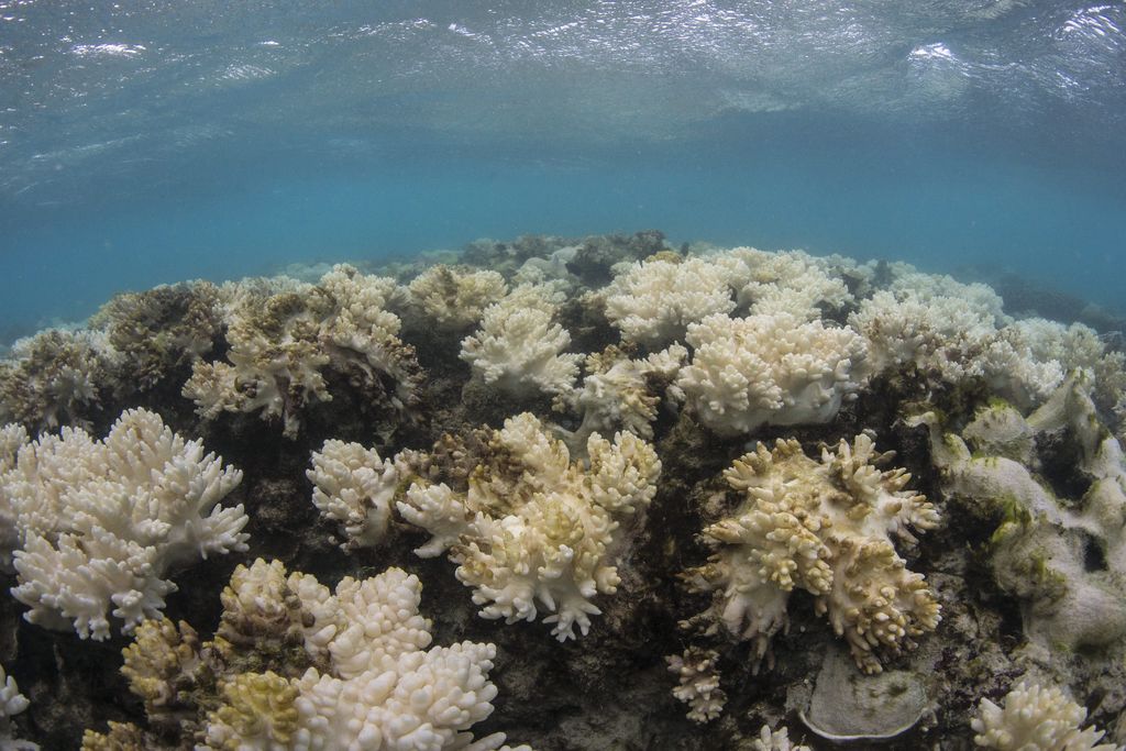Arrecifes de coral se quedan sin color por el cambio climático