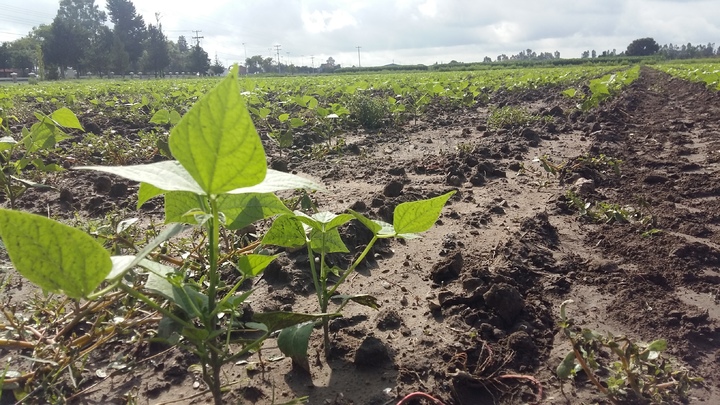 Aserca deja sin pago de incentivo a 400 frijoleros; les adeudaba 5.2 mdp