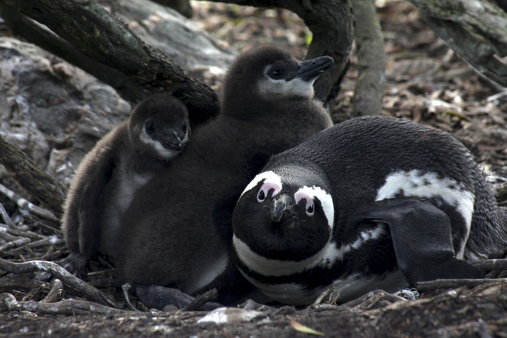 Una nueva colonización para salvar al pingüino africano