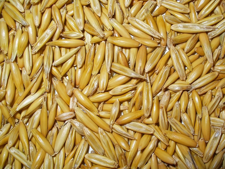 Se agotó la semilla de avena y faltaron varios productores