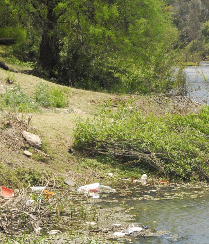 En riesgo por lirio acuático