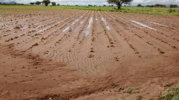 Mil 500 hectáreas de frijol dañadas por granizo