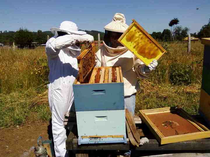 Poca producción de miel en La Laguna
