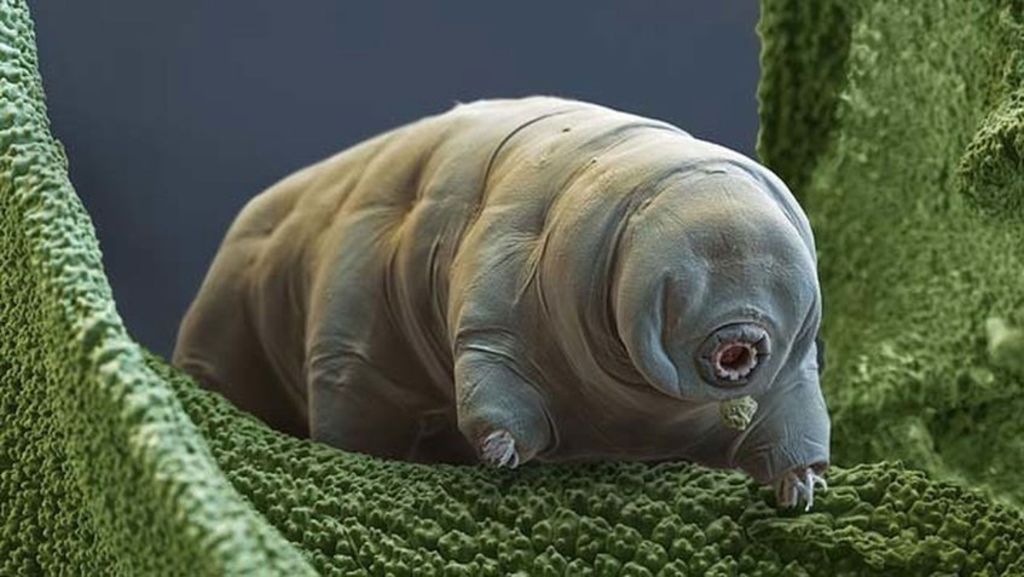 Proteína en oso de agua le hace tolerante a entornos adversos