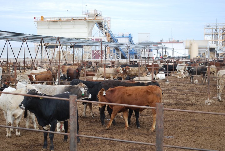 Durango exportará carne a Arabia