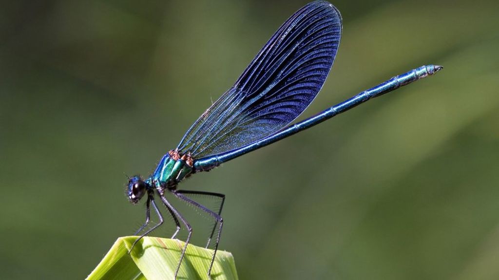 Una nueva especie de libélula con cuerpo azul