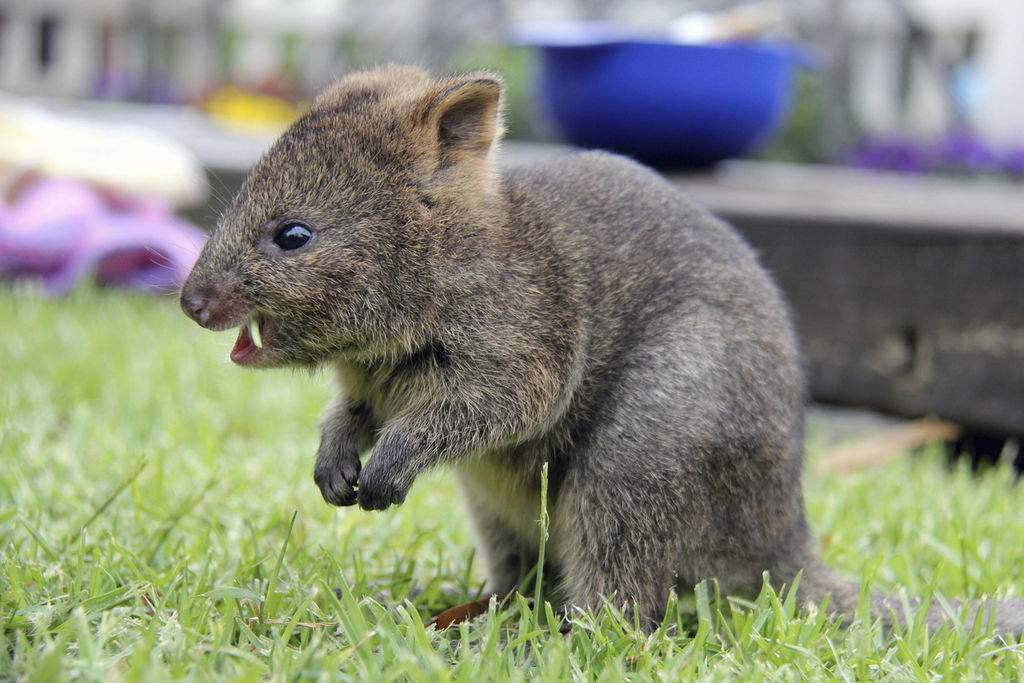 Marsupial de los selfies virales, amenazado de extinción