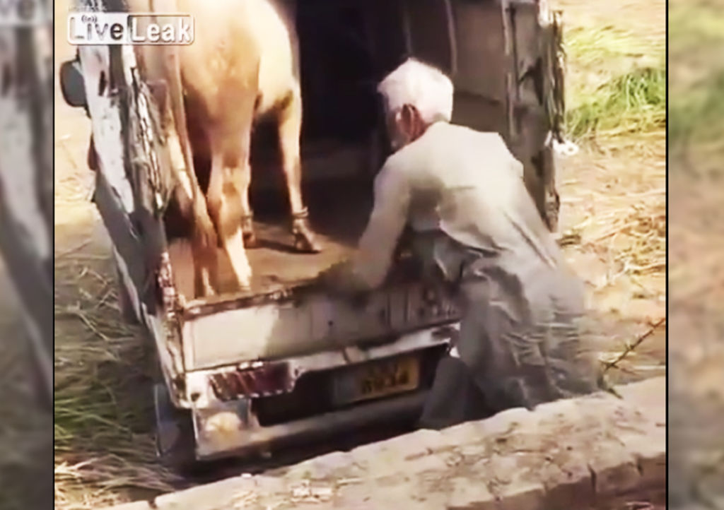 Muere tras recibir patada de una vaca