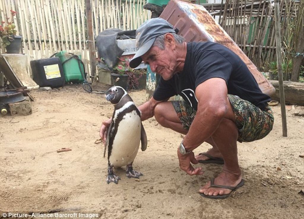 Pingüino nada cada año para ver a su amigo humano