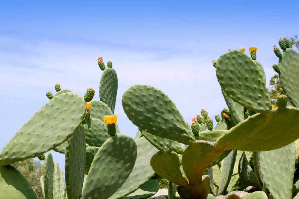 Nopal permite ahora purificar agua a través de novedoso polvo