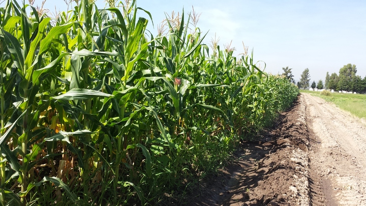 Inicia Aserca el pago a maiceros