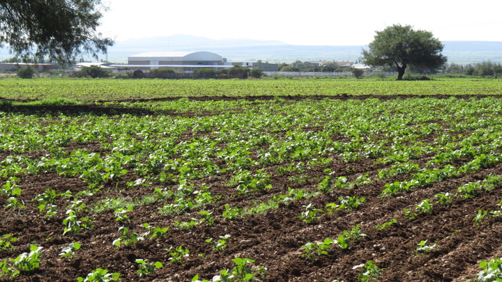Meta no cumplida en siembra de frijol