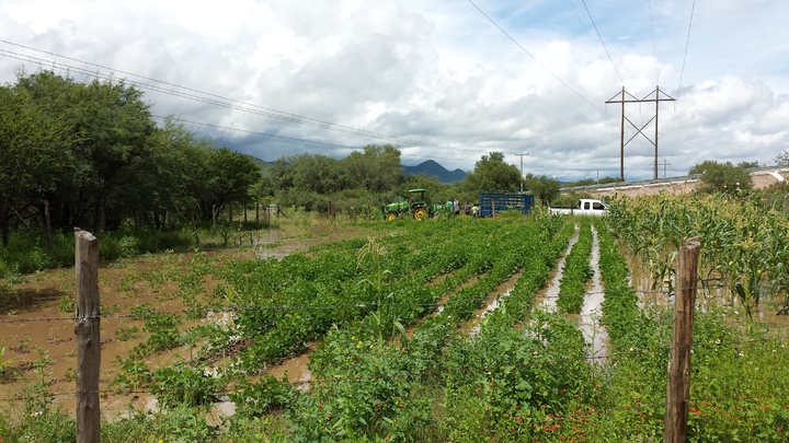 Poanas: dañado, 7.1% de parcelas