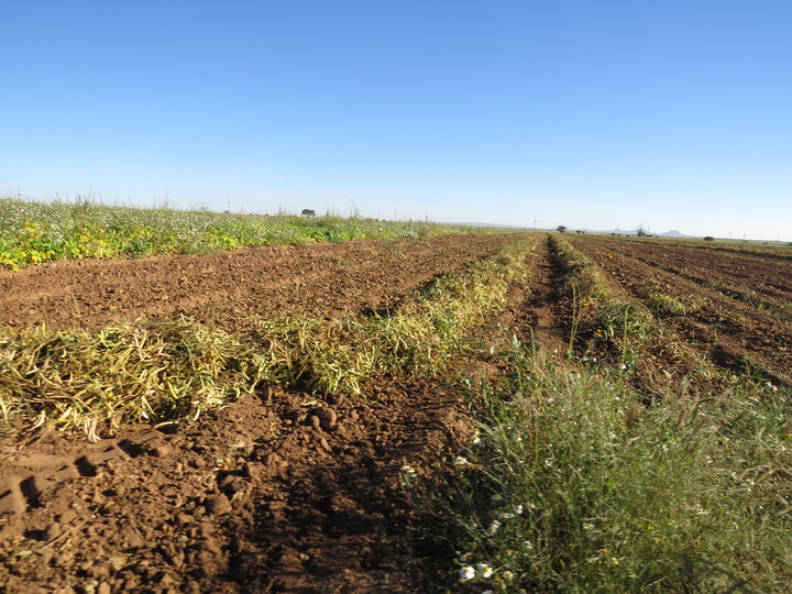 Inicia el proceso del corte de frijol