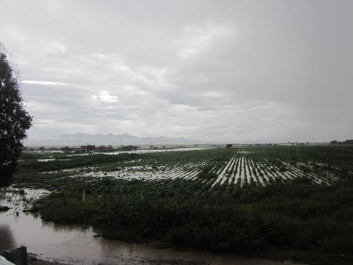 Calculan En 40 Mil Hectáreas El Daño Causado Por Lluvias