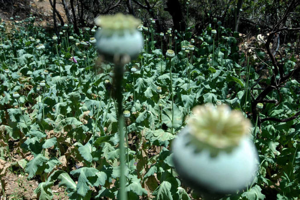 Destruyen plantíos de marihuana y amapola en Chihuahua