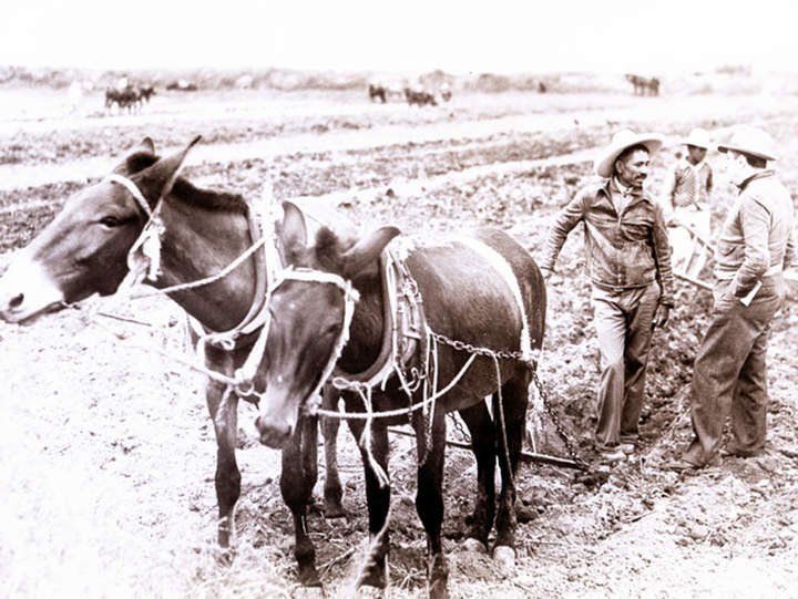 El reparto agrario de 1936 en La Laguna