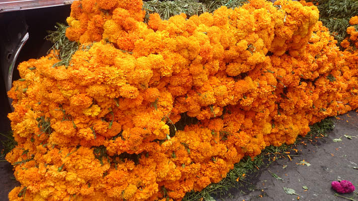 Significado de Flor de cempasúchil