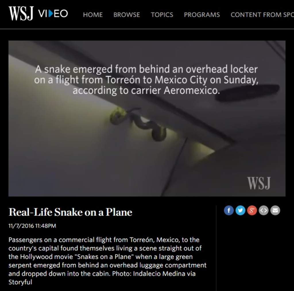 ‘Víbora voladora’ da vuelta al mundo