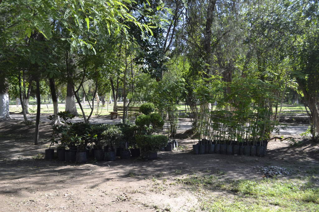 Producen más árboles en el vivero de Lerdo