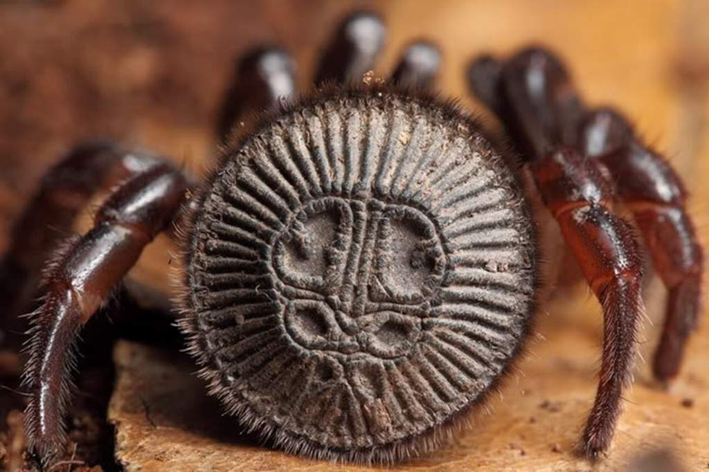 Agricultor encuentra una rara especie de araña