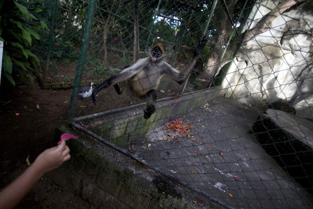 Asegura Profepa tres ejemplares de mono araña en Tabasco