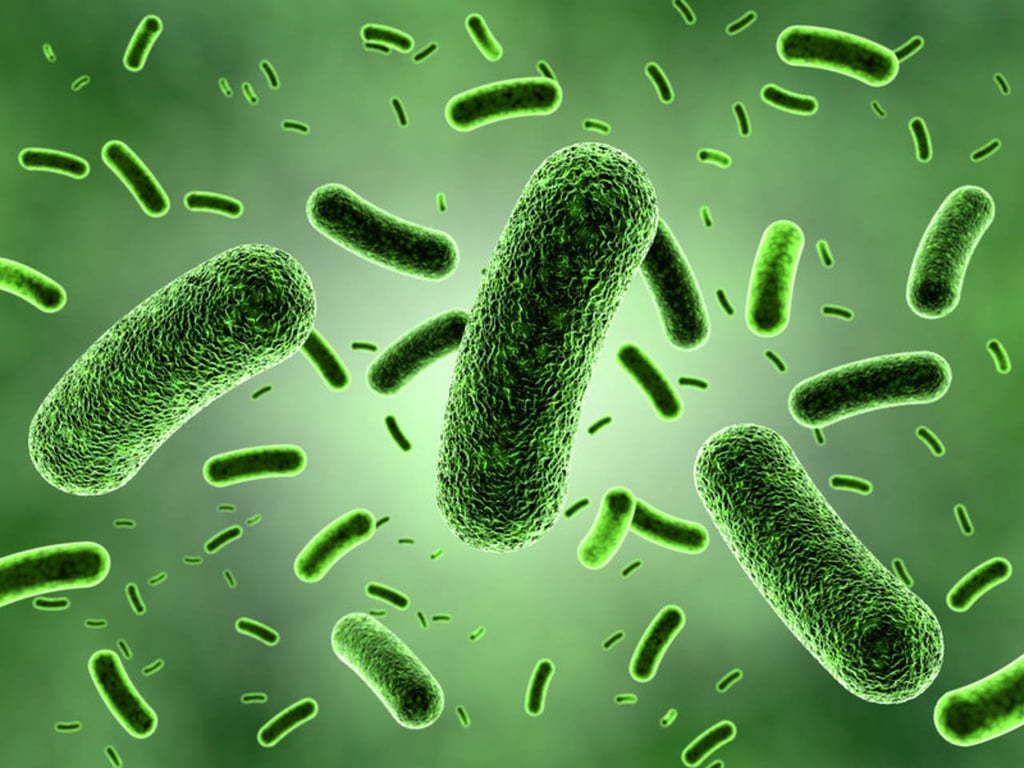 Bacteria genera energía, comiendo excremento