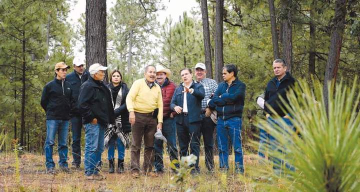 Rompe Durango paradigmas en manejo del bosque: Aispuro