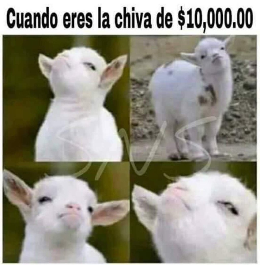 ¿Qué es la 'chiva' que se rifará en los XV de Rubí?