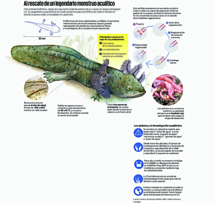 Los secretos mejor  guardados de los ajolotes