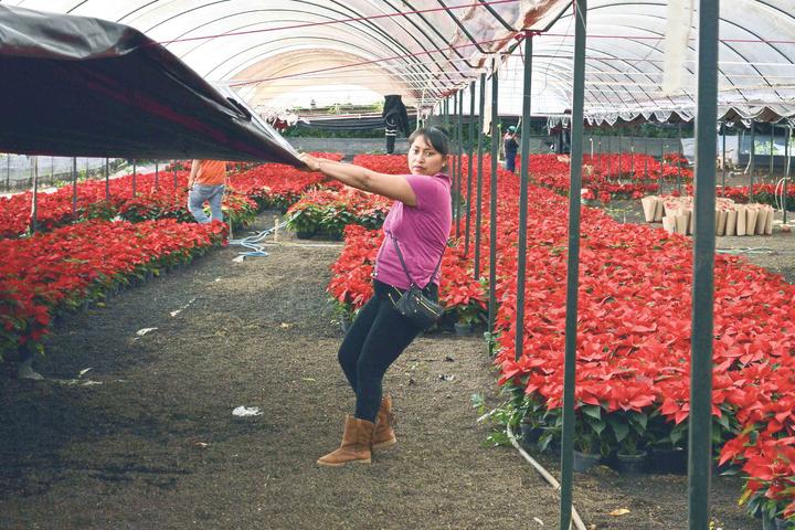 Nochebuena: Seis de cada 10 productores son mujeres