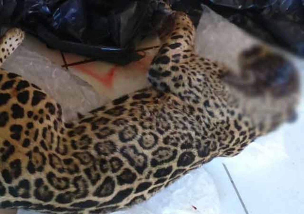 Investigan muerte de jaguar en Jalisco