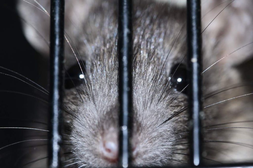 Ratas gigantes se comen a un bebé vivo