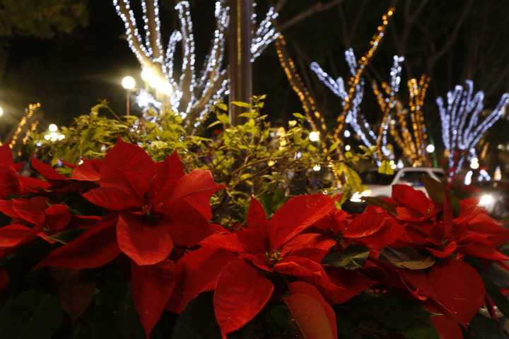 Orígenes de la flor de Nochebuena