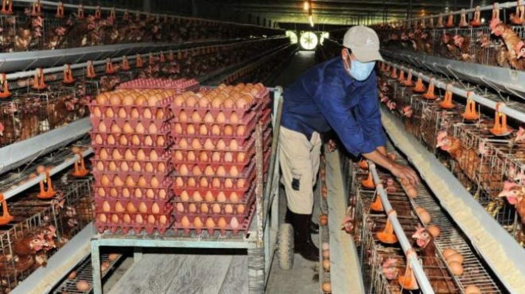 México, principal productor de carne pollo y huevo