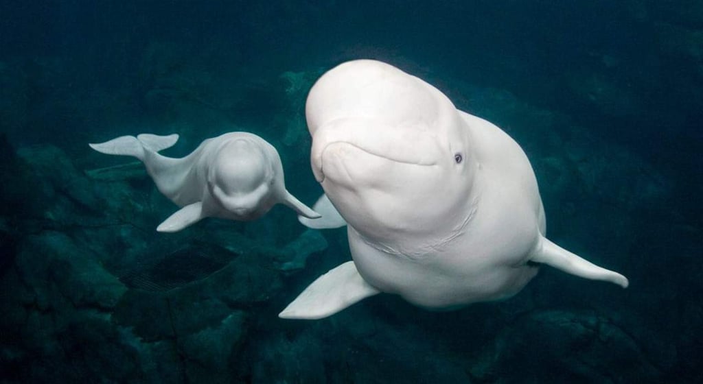 EU presenta plan para proteger ballenas beluga en peligro de extinción