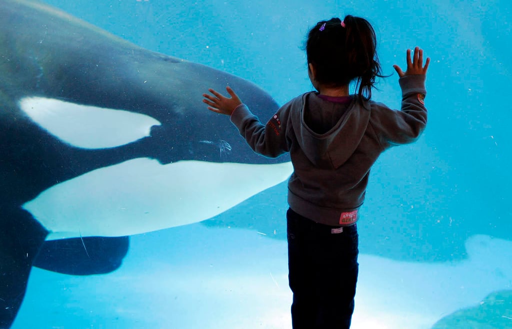 Pondrá fin SeaWorld a su espectáculo de orcas