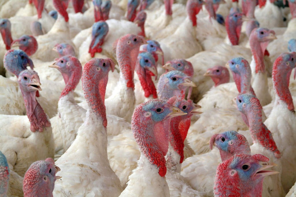 Se declara Bolivia en alerta ante brote de gripe aviar en Chile