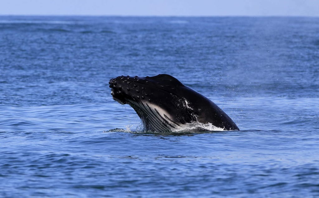 Comienza en República Dominicana observación de ballenas jorobadas