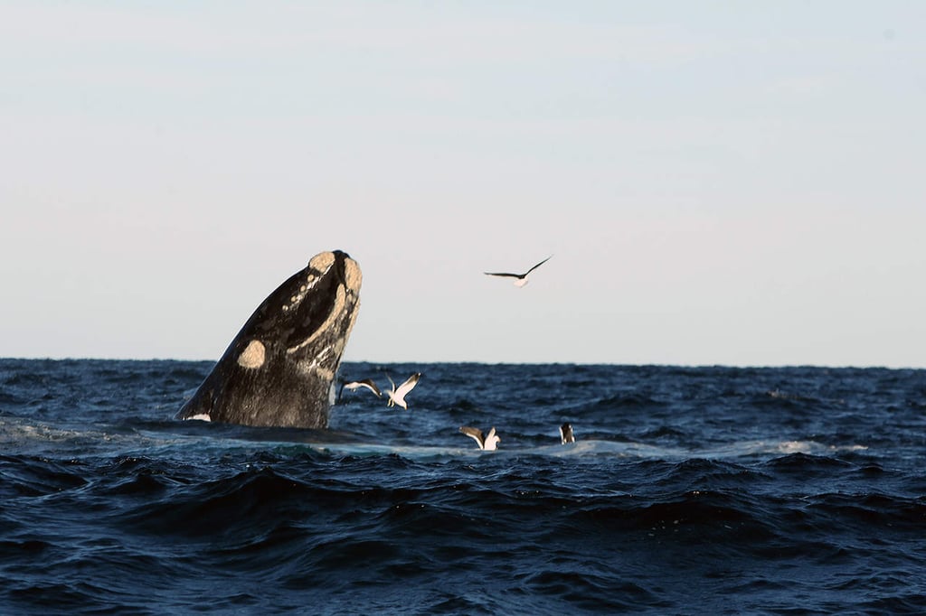 Dejará temporada de ballenas 10 millones de dólares a reserva natural