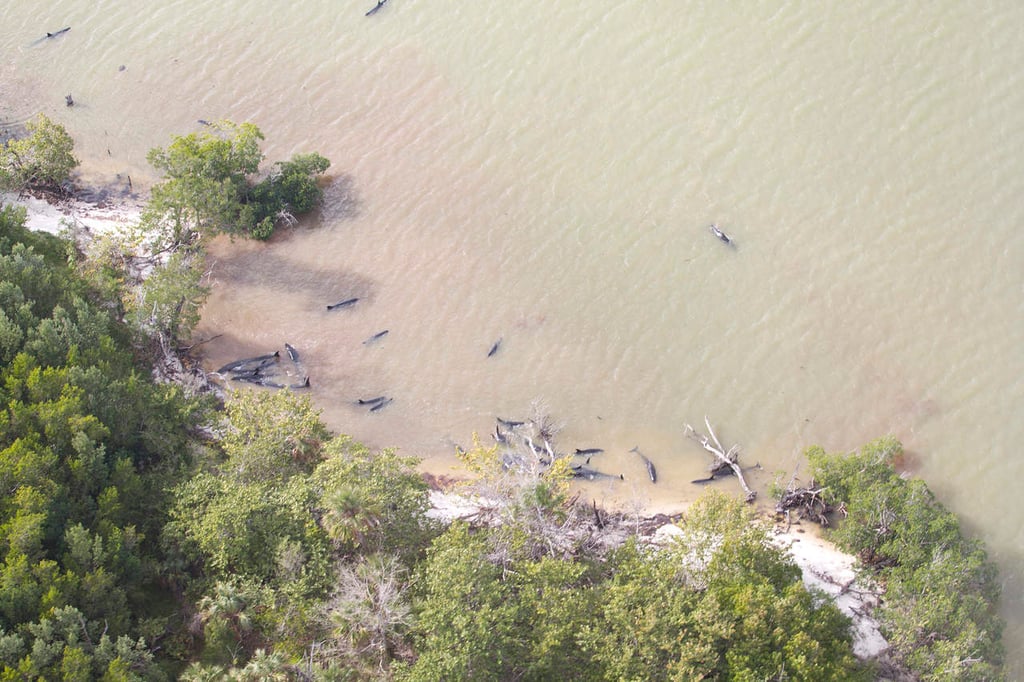 Al menos 81 orcas aparecen muertas en costas de Florida