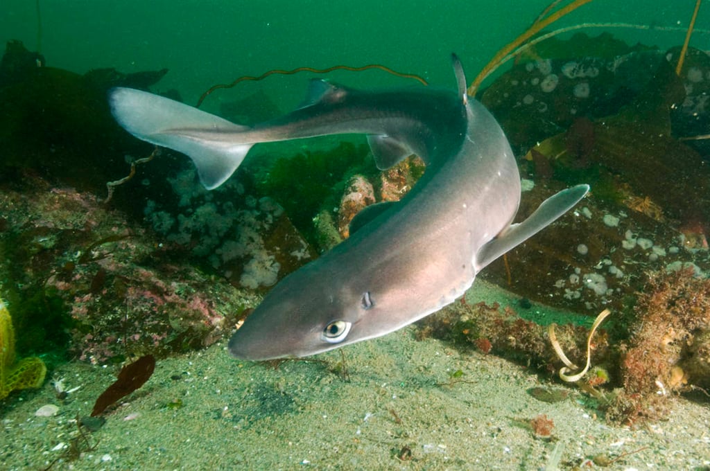 Compuesto de hígado de tiburón podría impedir Parkinson