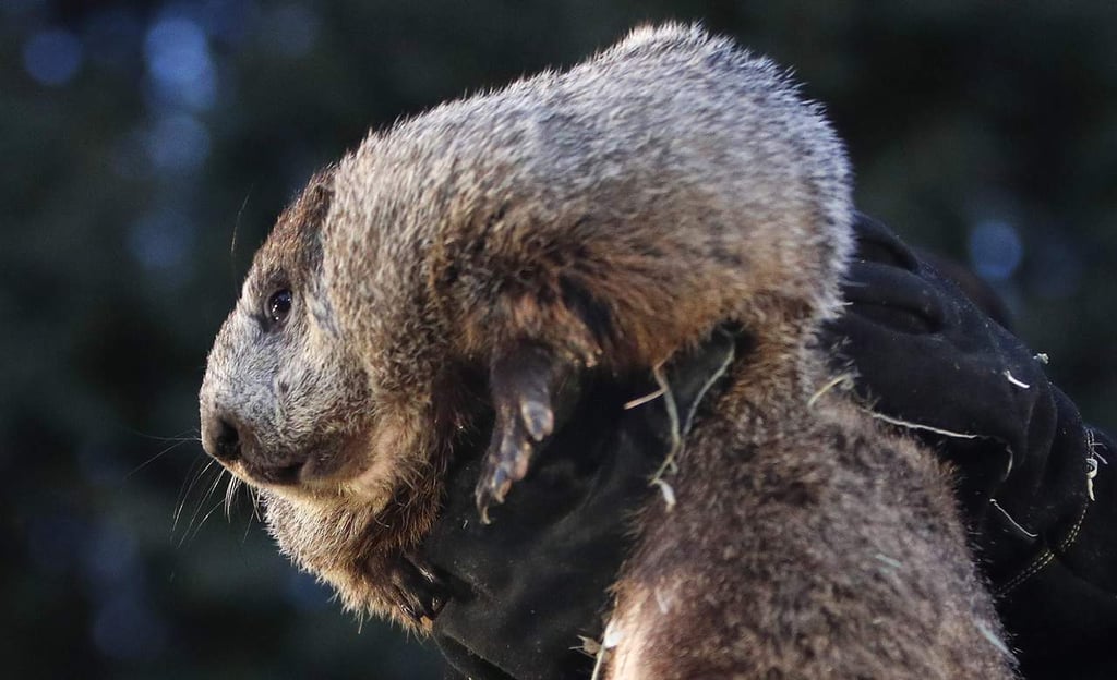 Pronostica marmota 6 semanas más de invierno en EU