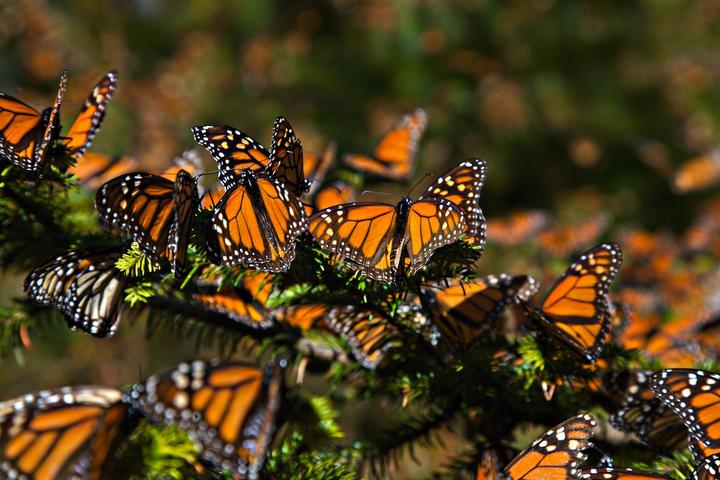 Cae 27% número de mariposas monarca