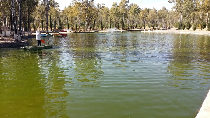 Piden investigar muerte de peces