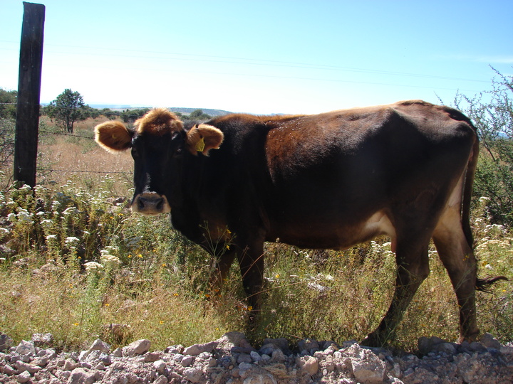 Baja producción de ganado en Poanas